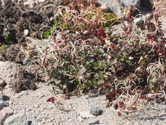Epilobium clavatum