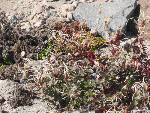 Image of Epilobium clavatum by (c) Jared Shorma, some rights reserved (CC BY)