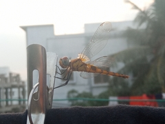 Urothemis signata