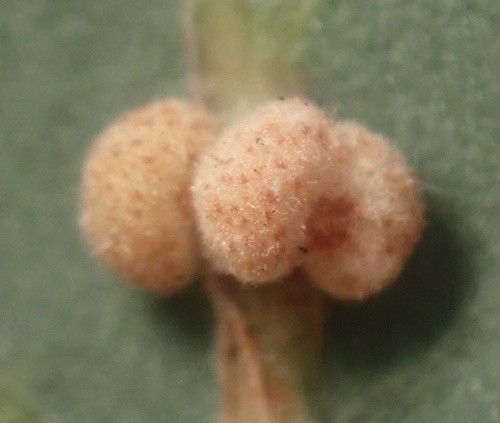 Convoluted Gall Wasp photo 4