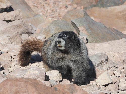 Hoary Marmot