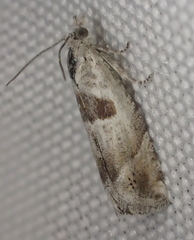 Eucosma apacheana