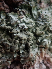 Xanthoparmelia scabrosa