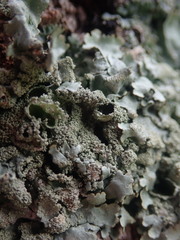 Xanthoparmelia scabrosa