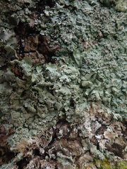 Xanthoparmelia scabrosa