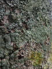 Xanthoparmelia scabrosa