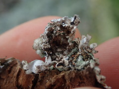 Xanthoparmelia scabrosa