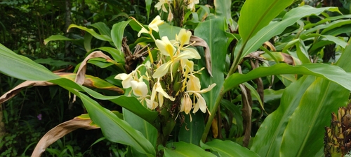 Hedychium coronarium observed 2021-09-28