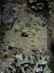 Lecanora expallens