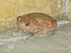Uperodon taprobanicus