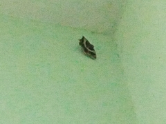 Chiasmia nora