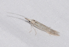 Agriphila attenuatus