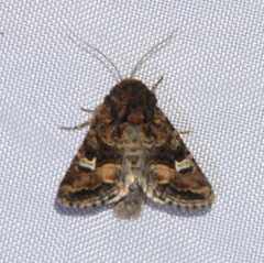 Lacinipolia circumcincta