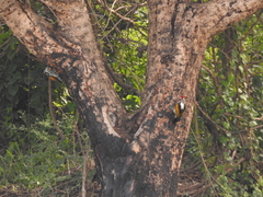 Chrysocolaptes festivus