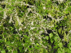Derris scandens