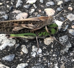 Locusta migratoria