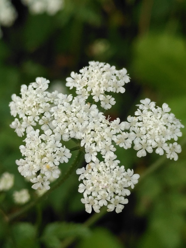 torica japonská (Torilis japonica)