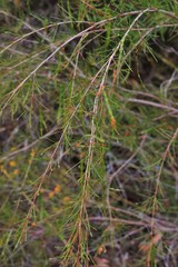 Acacia quadrilateralis