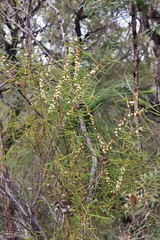 Hakea laevipes laevipes
