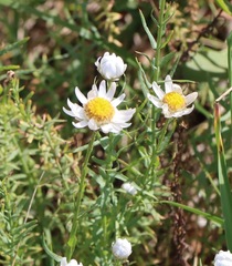 Rhodanthe anthemoides