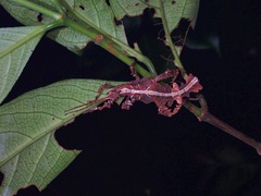 Heteropteryx dilatata