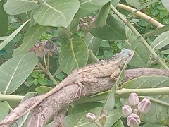 Calotes versicolor