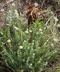 Rhodanthe anthemoides