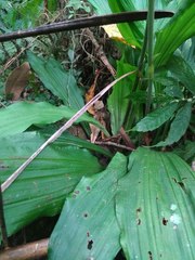 Calanthe triplicata