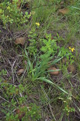 Bulbine narcissifolia