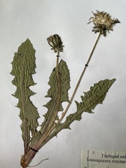 Taraxacum officinale