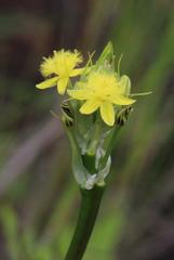 Bulbine narcissifolia