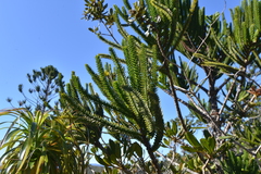 Araucaria montana