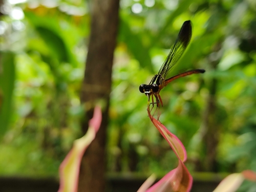 Malabar torrent dart photo 2