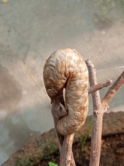Laevicaulis haroldi