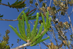 Araucaria montana