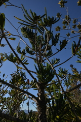 Araucaria montana