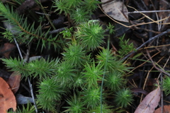 Melichrus procumbens