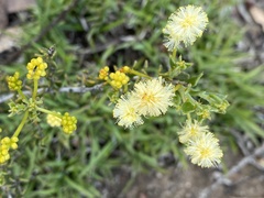 Acacia bidentata
