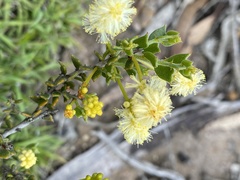 Acacia bidentata