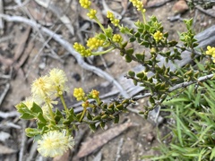 Acacia bidentata