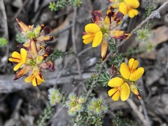 Pultenaea empetrifolia