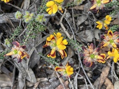 Pultenaea empetrifolia