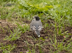 Motacilla alba