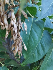 Ailanthus altissima