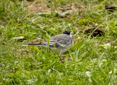 Motacilla alba