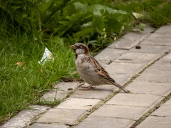Passer domesticus