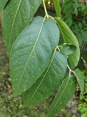 Ailanthus altissima