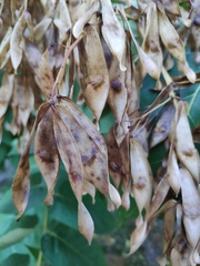 Ailanthus altissima