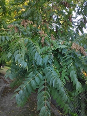 Ailanthus altissima