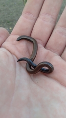 Scelotes mossambicus